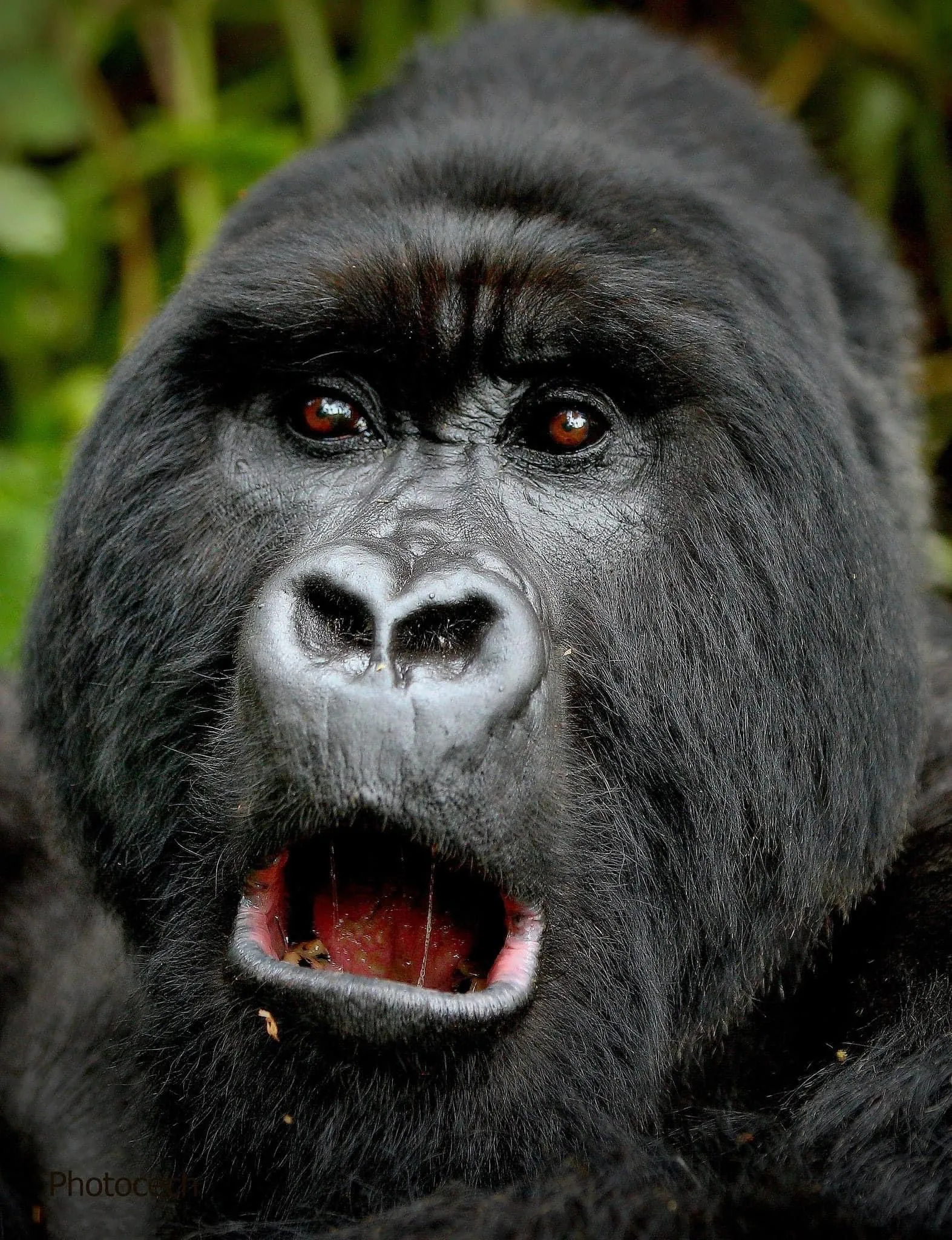 Le virus MonkeyPox est-il une menace pour les gorilles de l’Est ?