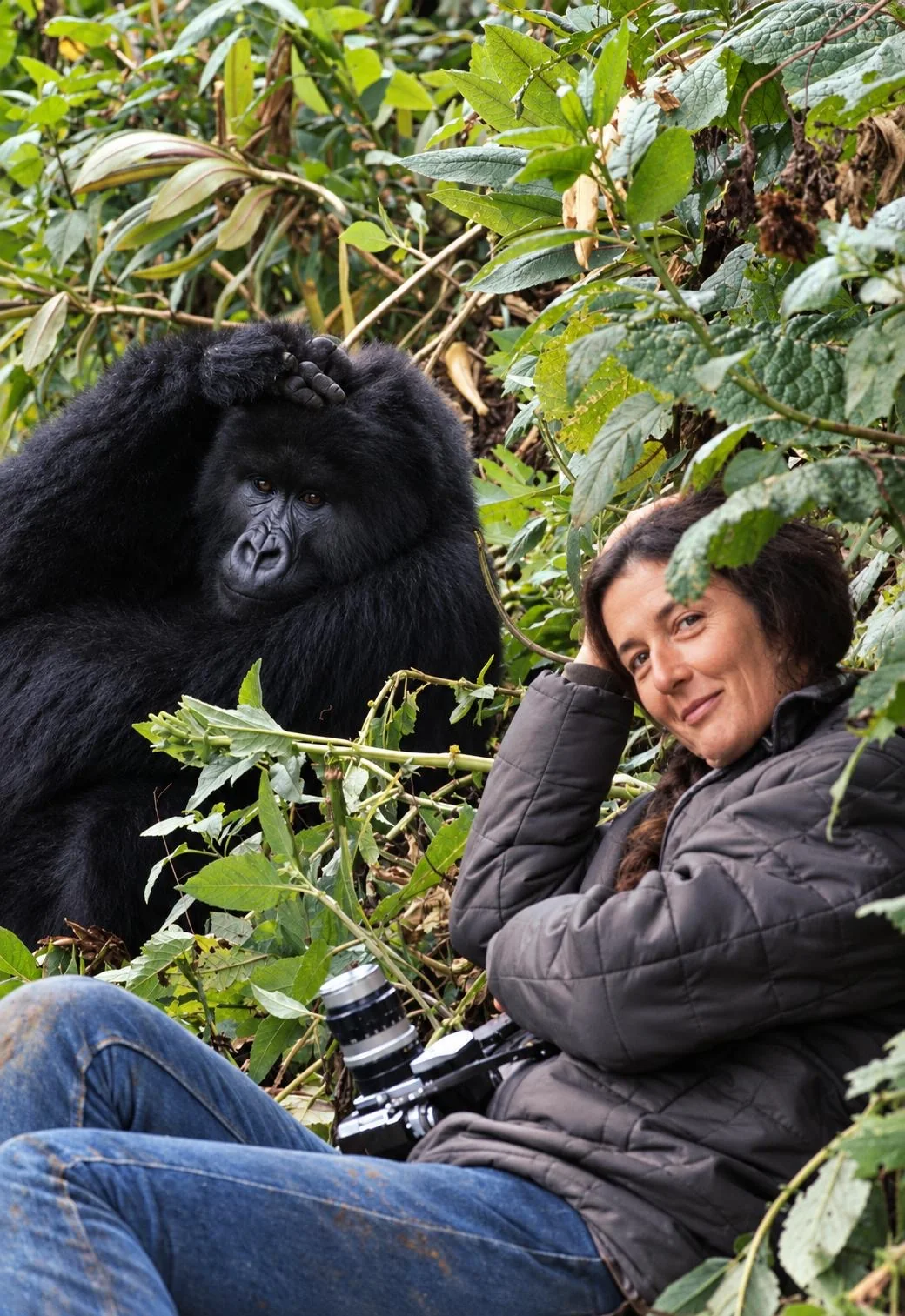 Dian Fossey assise dans la végétation, un appareil photo sur les genoux, un gorille de montagne derrière elle