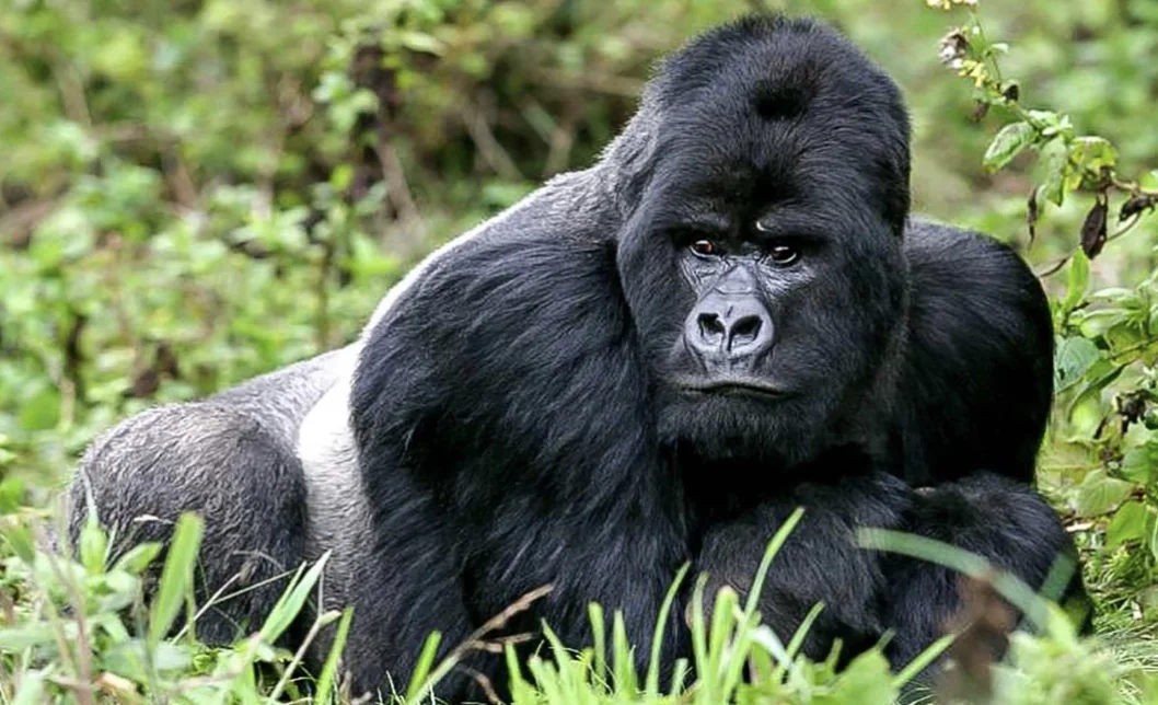 Gorille de montagne dos argenté dans la végétation