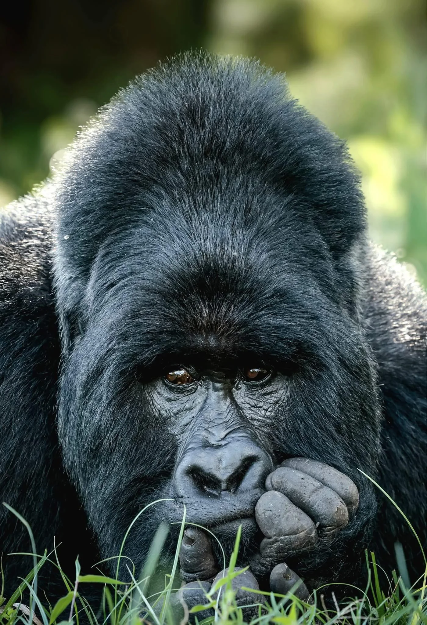 Gros plan d'un gorille de montagne dos argenté, la main contre la bouche, couché dans l'herbe
